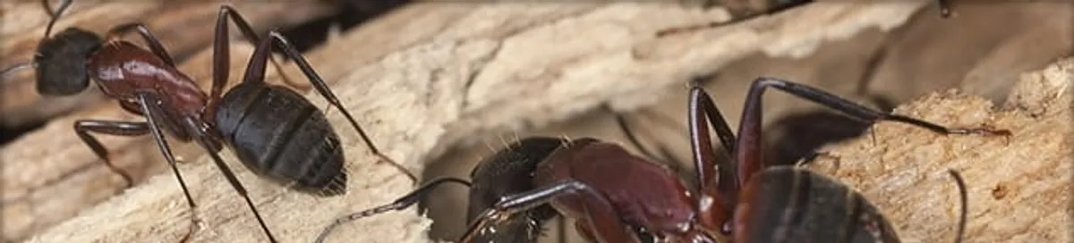 Close-up of ants on wood showing an active ant infestation in Riverside, CA