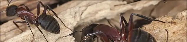 Close-up of ants on wood showing an active ant infestation in Riverside, CA