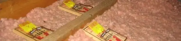 Mouse traps placed in an attic for rodent control in Riverside, CA