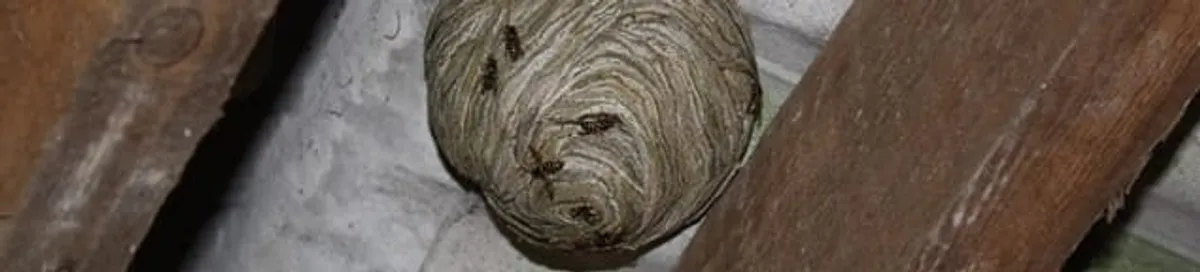Wasp nest in an attic space, a common home infestation risk in Riverside, CA