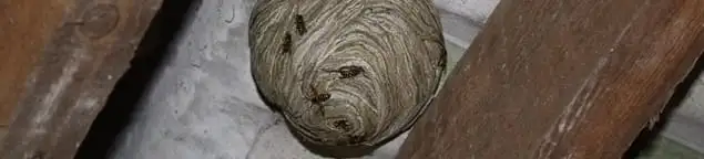 Wasp nest in an attic space, a common home infestation risk in Riverside, CA