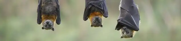 Bats roosting together, a common sign of a bat infestation in Riverside, CA