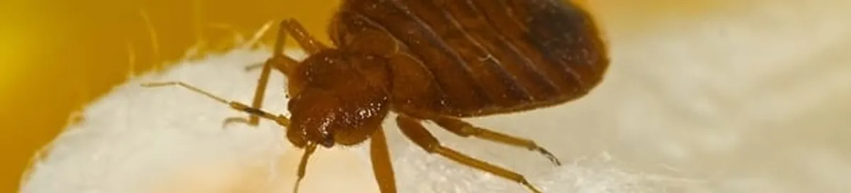 Close-up of a bed bug, a sign of an active infestation in Riverside, CA