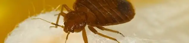 Close-up of a bed bug, a sign of an active infestation in Riverside, CA