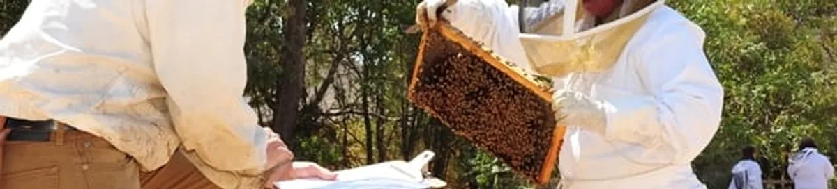 Bee removal specialists relocating a hive and honeycomb safely in Riverside, CA