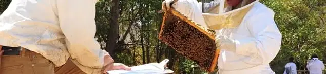 Bee removal specialists relocating a hive and honeycomb safely in Riverside, CA