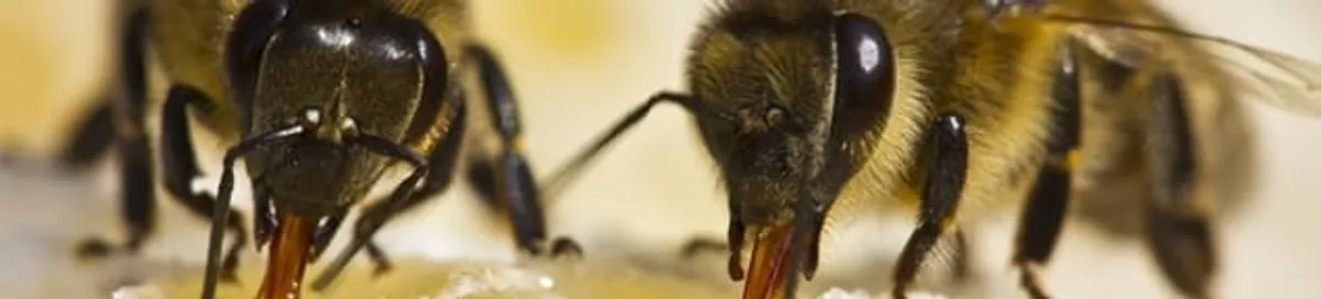 Close-up of honey bees, a sign of a nearby hive in Riverside, CA