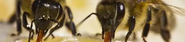 Close-up of honey bees, a sign of a nearby hive in Riverside, CA