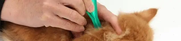 Flea treatment for pets using a flea comb, a sign of flea problems in Riverside, CA