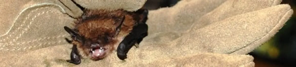 Bat removal specialist holding a bat safely during humane exclusion in Riverside, CA