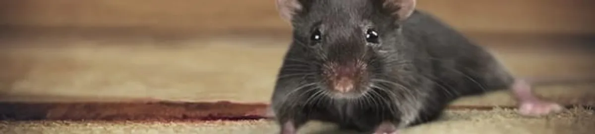 Mouse indoors, a common sign of a rodent infestation in Riverside, CA