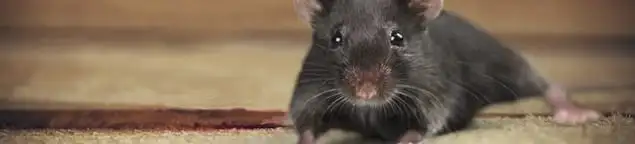 Mouse indoors, a common sign of a rodent infestation in Riverside, CA