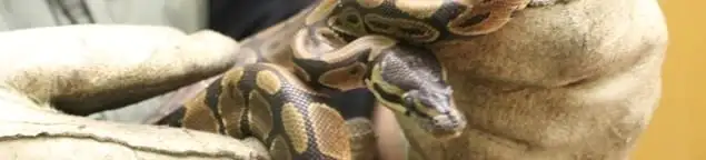 Snake removal specialist safely handling a snake with protective gloves in Riverside, CA