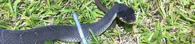 Snake in a yard, a common sign of a snake problem near a home in Riverside, CA