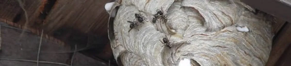 Close-up of a wasp nest with active wasps, a sign of an infestation in Riverside, CA