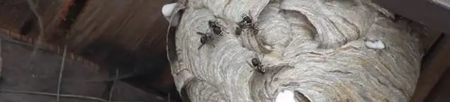 Close-up of a wasp nest with active wasps, a sign of an infestation in Riverside, CA